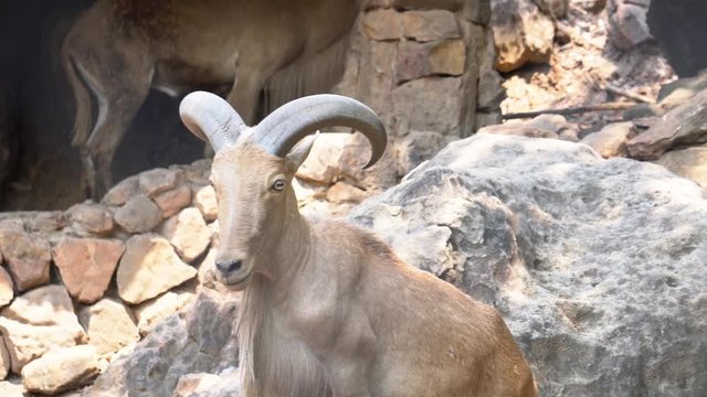Barbary sheep (Ammotragus lervia) is species of caprid (goat-antelope)