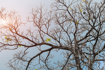 Dry branch putting out of twigs in sky.