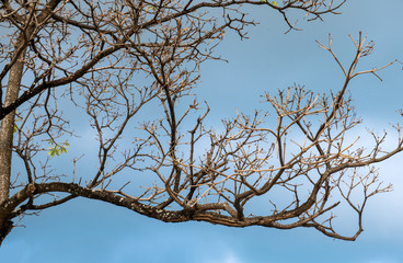 Dry branch putting out of twigs in sky.