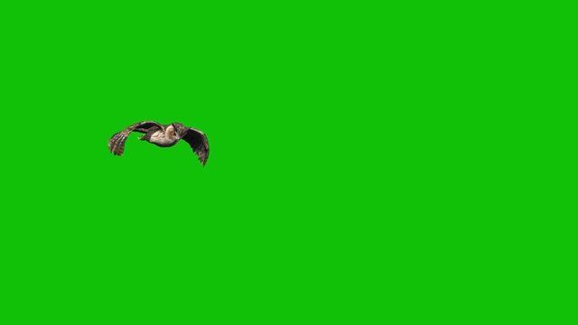 10 animation of a owl in flight set against a green background