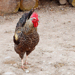 Brown cock or rooster looking and walking around countryside.