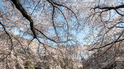 桜満開（１）