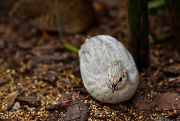 Obraz premium Zwergwachtel (Coturnix chinensis)
