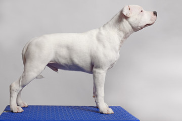 white staffordshire bull terrier