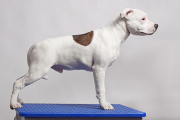 white staffordshire bull terrier