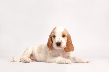 English Cocker Spaniel on a white background