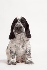 English Cocker Spaniel on a white background