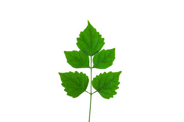 Green leaves on a white background.