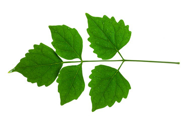 Green leaves on a white background.
