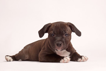 little brown staffordshire bull terrier