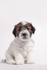 little pretty jack russell terrier