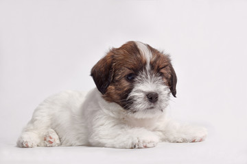 little pretty jack russell terrier