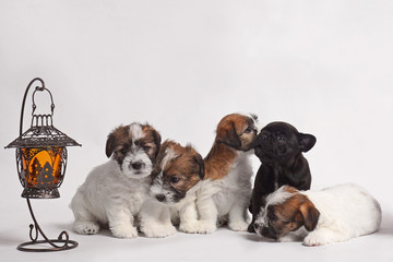 little pretty jack russell terriers with gorgeous bulldog puppy