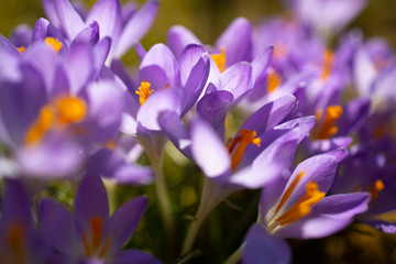 Krokus Lila,gelb