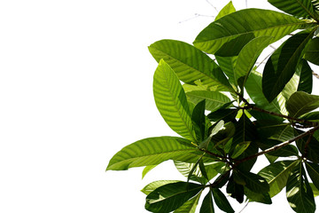 Green leaves separated from the white background -  Image  