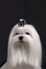 maltese dog on black background