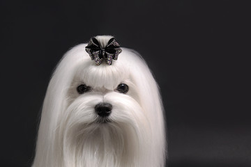 maltese dog on black background