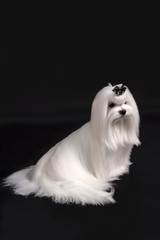 maltese dog on black background