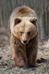 Obraz na płótnie Canvas Big brown bear in forest