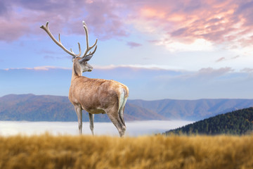 Obraz premium Deer on mountain background