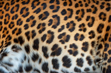 Leopard real fur texture