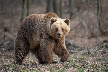 Fototapeta na wymiar Big brown bear in forest