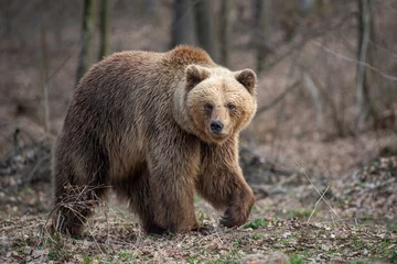 Foto op Plexiglas Big brown bear in forest © byrdyak