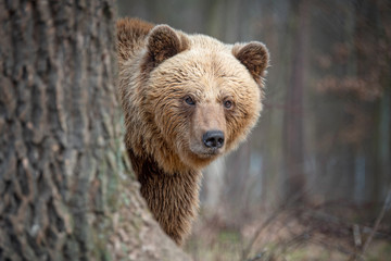 Big brown bear in forest