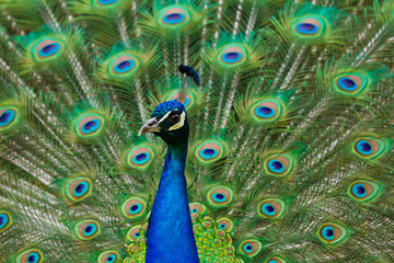 Fototapeta na wymiar Blaue Pfau (Pavo cristatus)
