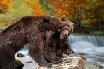 Two big brown bears standing on stone