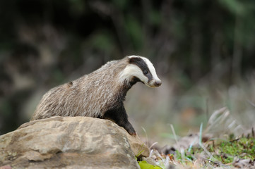 Badger on stone in the spring forest