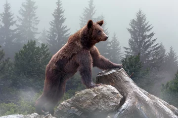 Rolgordijnen Brown bear in the misty fog © byrdyak