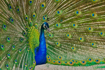 Naklejka premium Blaue Pfau (Pavo cristatus)