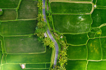 Aerial view of road with palm trees in beautiful green rice terraces Tegallalang, Bali, Indonesia.