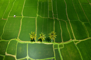 Aerial view of three palm trees in green rice terraces Tegallalang, Bali, Indonesia.