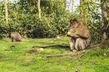 Macaque monkey in a forest