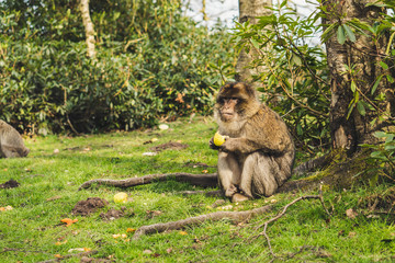 Macaque monkey in a forest