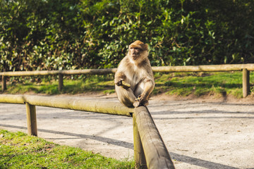 Macaque monkey in a forest