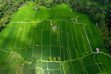 Aerial view of tropical rainforest with palm trees, near Ubud, Bali, Indonesia.