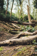 Fallen trees in a woodland area
