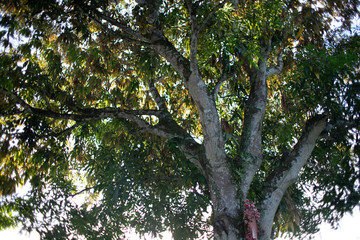 tree with green leaves