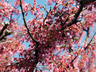 Branches garnies de fleurs du Cerisier du Japon 'Okamé' (Prunus x 'Okame')