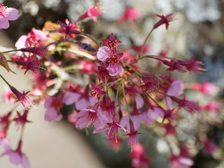 Prunus 'Okame' -  Cerisier à fleurs du Japon okame