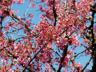 Prunus 'Okame' -  Cerisier à fleurs du Japon okame