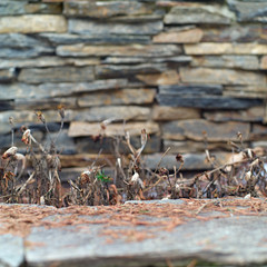 stones wall and withered plants