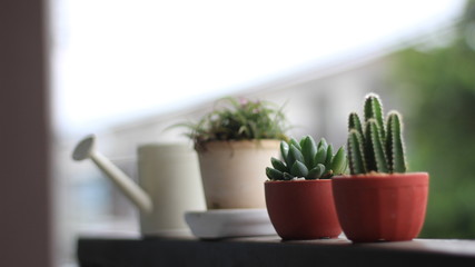 Close up shot of cactus and watering pot