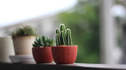 cactus in the terrace