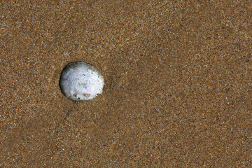 Sand Strand mit Muscheln
