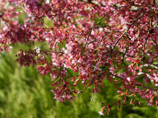 Branches garnies de fleurs du Cerisier du Japon 'Okamé' (Prunus x 'Okame')