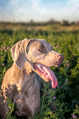 Weimaraner dog in a green lucern/alfalfa field (Grey Ghost dog)